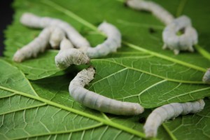 ver à soie sur des feuilles de murier blanc