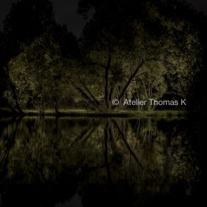 Au Faubourg 12, Thomas K, Saule Mittelbergheim 2015 